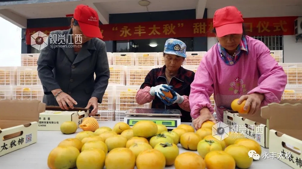 江西永丰太秋：甜蜜“柿”业助农增收